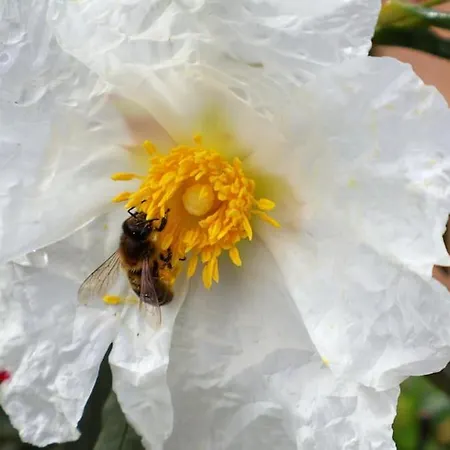 T1 In Near Alfamar Daire *